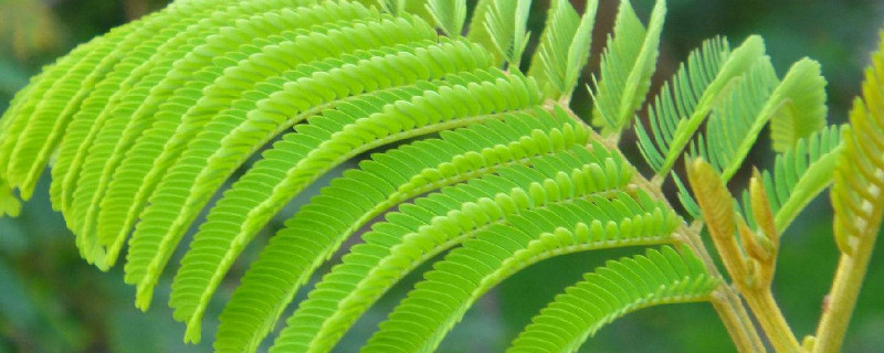 含羞草和什么植物相似 和含羞草一样奇特的植物