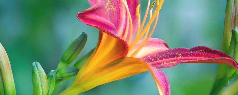 百合花会影响睡眠吗 房间放百合花会影响睡眠吗