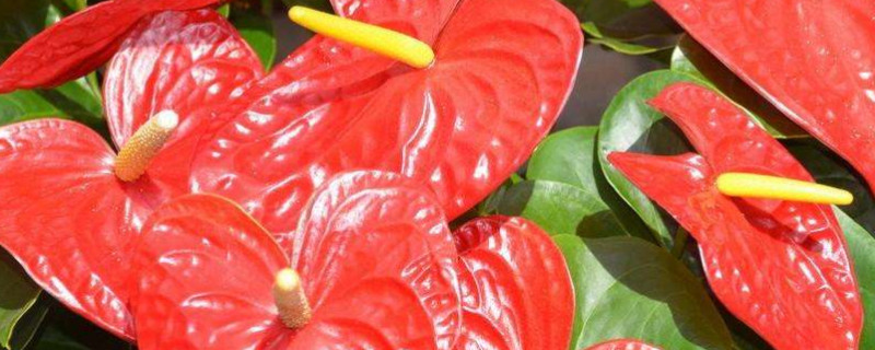 红掌叶子尖像烧焦了怎么补救 红掌叶子发焦怎么补救