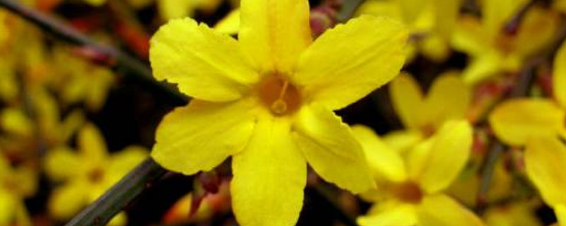 迎春花秋天卷叶子怎么回事(迎春花叶子卷起来是啥原因)