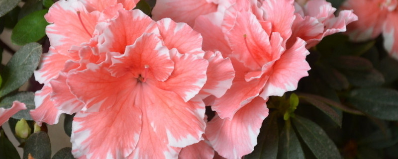 杜鹃花生长缓慢怎么办（杜鹃花开花慢怎么办）