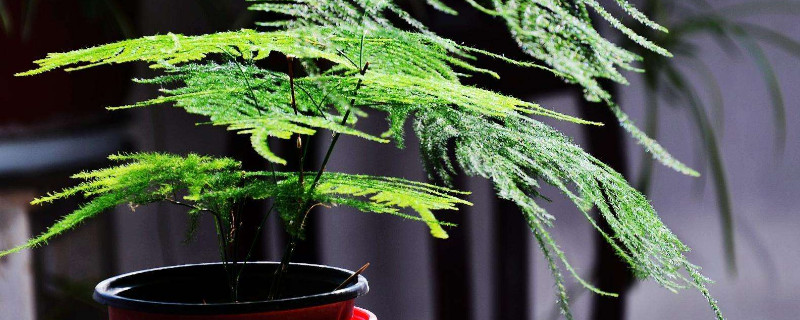 文竹放在什么地方最好 文竹适合放在哪里?