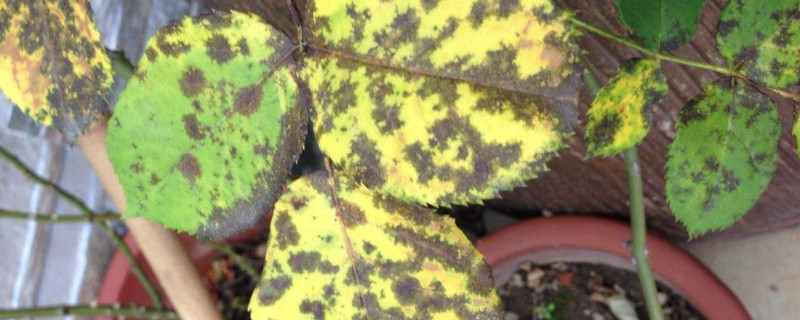 月季叶子大量发黄脱落 月季新叶发黄脱落