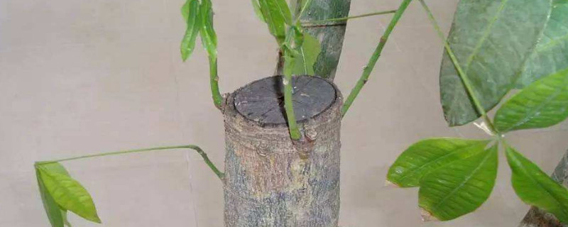 如何让发财树树干发芽(发财树干怎么发芽)