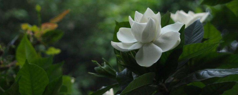 栀子花换盆后叶子黄了（栀子花换盆之后一直黄叶咋办）