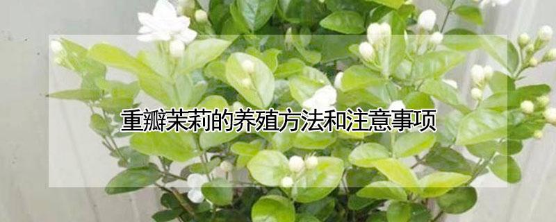 重瓣茉莉的养殖方法和注意事项（重瓣茉莉怎么养）