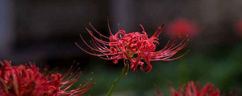 彼岸花球怎么保存（怎么种彼岸花球）