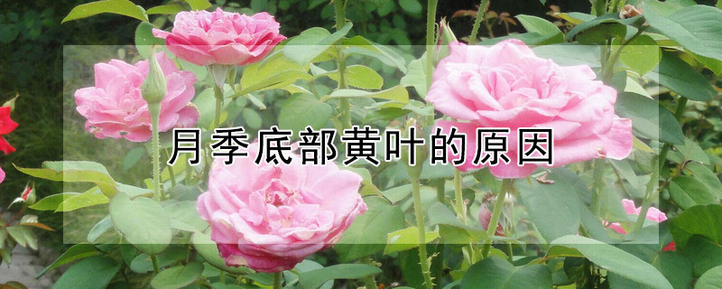 月季底部黄叶的原因 月季底部叶子发黄