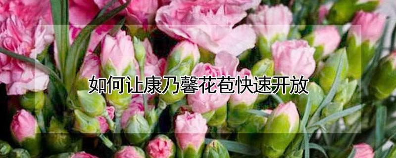 如何让康乃馨花苞快速开放（康乃馨的花苞怎样把它弄开）