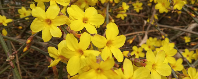 迎春哪个品种开花时间长（迎春在什么时候开花）