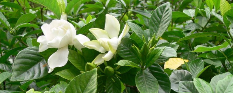 桅子扦插土扦几天生根（栀子花何时插扦）