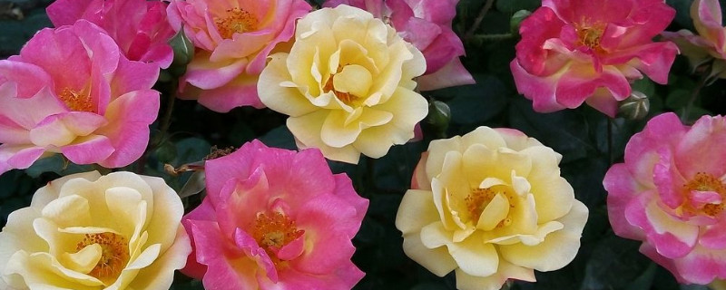 月季花嫁接在什么树桩上可以成活 月季花嫁接在什么树上能活