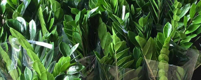 金钱树怎样修剪（金钱树怎样修剪视频）