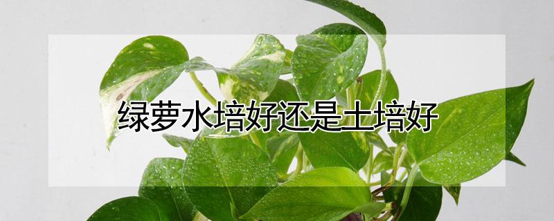 绿萝水培好还是土培好 水培绿萝和土培绿萝哪个好