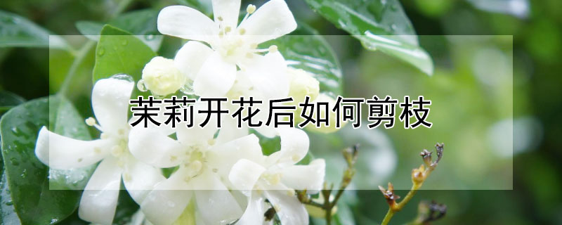 茉莉开花后如何剪枝 茉莉花开完花用剪枝吗