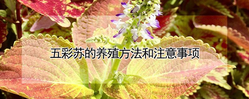 五彩苏的养殖方法和注意事项(五彩紫苏的养殖方法)