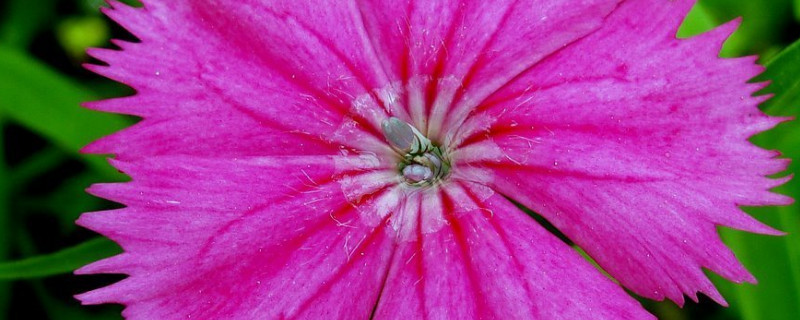 康乃馨是什么花 康乃馨是什么花序