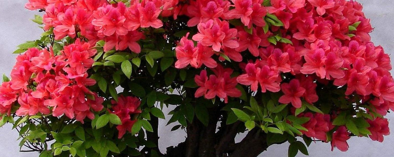 杜鹃花怕晒太阳吗（杜鹃花太阳能晒吗）