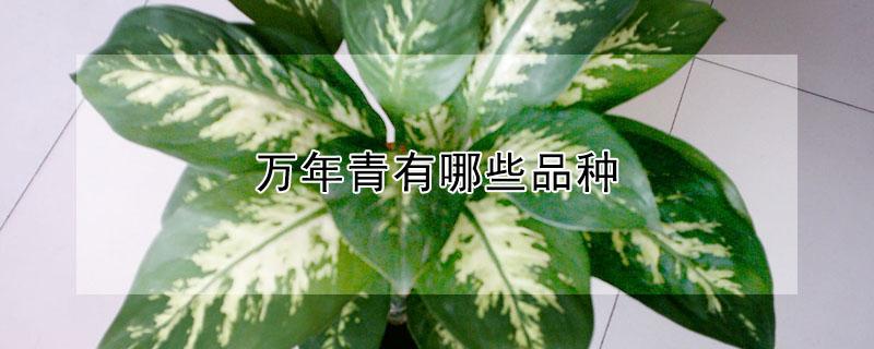 万年青有哪些品种 万年青有哪些品种及图片
