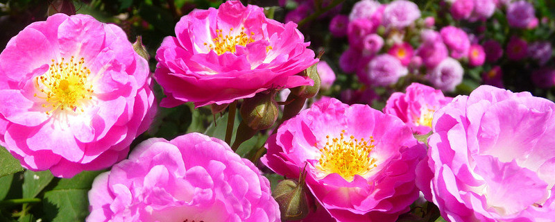 蔷薇花是月季花吗(蔷薇花是月季花的一种吗)