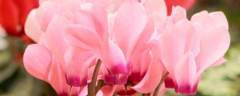 仙客来种子多久成熟 仙客来种子何时播种