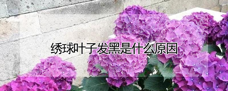 绣球叶子发黑是什么原因（绣球叶子变黑干枯）