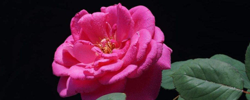 月季怎样扦插成活率高(月季怎样扦插成活率最高)