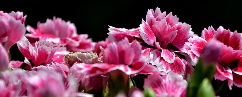 康乃馨根插在水里还是土里能活 康乃馨种在水里还是土里