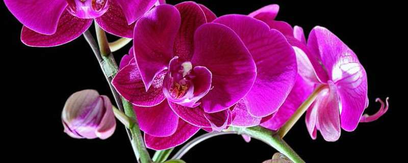 蝴蝶兰冻伤有什么症状（蝴蝶兰会冻坏吗）