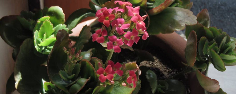 花期长好看又好养的花 室外花期长好看又好养的花