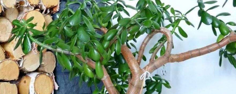 玉树怎样养成老桩(玉树如何养成老桩?我有个小技巧)