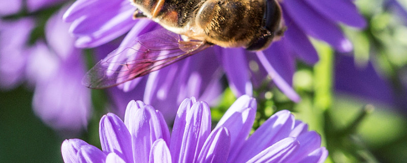 紫罗兰花能插茎吗（紫罗兰花可以插活吗）