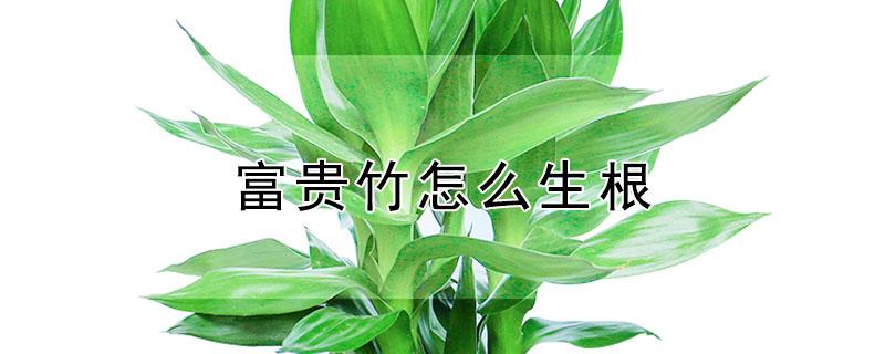 富贵竹怎么生根（富贵竹怎么生根快,需要换水吗）