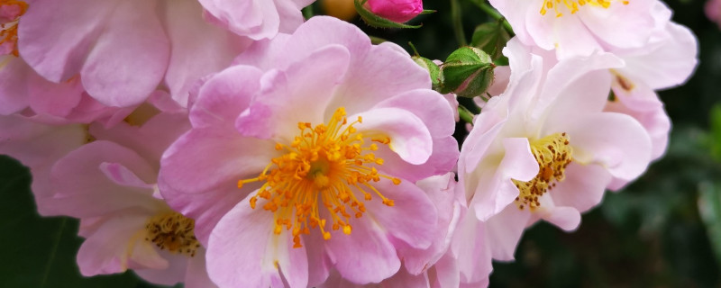 蔷薇花秋季剪枝的时间（蔷薇花什么时候剪枝）