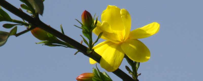 迎春花叶子上白色的霜(迎春花叶上有白斑)