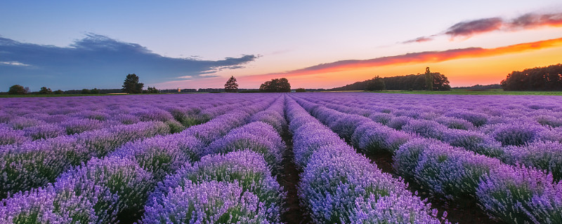 紫罗兰可以水培吗（紫罗兰水培好还是土培好）