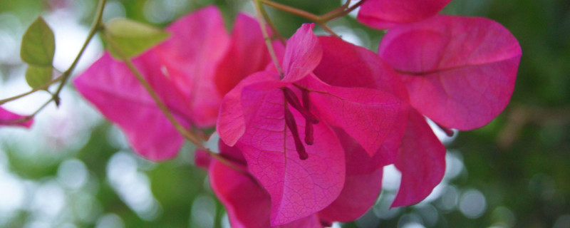 三角梅夏天能暴晒吗 三角梅夏天能晒太阳吗