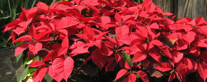 一品红开花后怎么处理（一品红开花后怎么修剪）