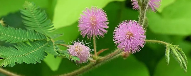 含羞草晒蔫了会活吗(含羞草买回来两天就蔫了)