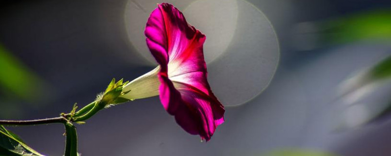 牵牛花秋天会死吗 牵牛花秋天会开花吗