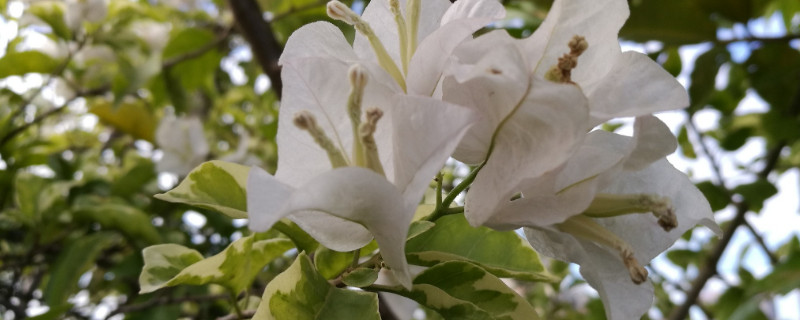 三角梅会变色吗（三角梅花会变色吗）