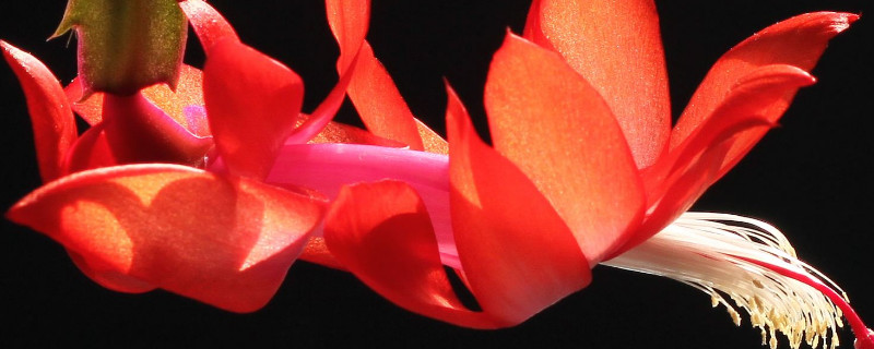 蟹爪兰喜欢阳光吗（蟹爪兰喜欢阳光吗?）