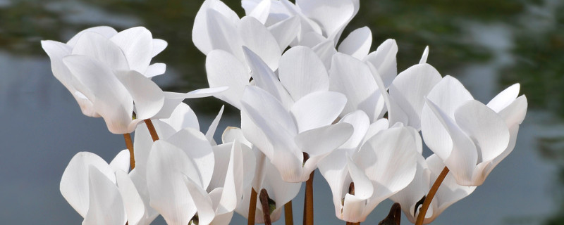 仙客来有小白虫怎么回事（仙客来有小飞虫怎么办）