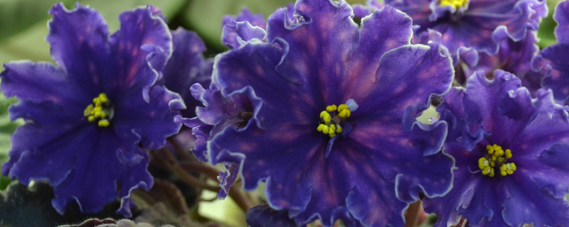 非洲紫罗兰能养几年（非洲紫罗兰好养活吗）