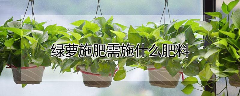 绿萝施肥需施什么肥料（绿萝应该施什么肥料）