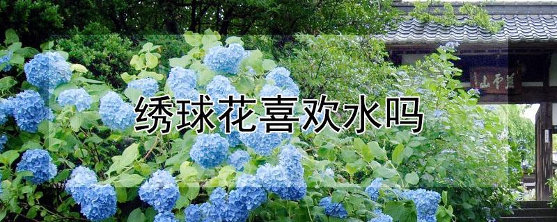 绣球花喜欢水吗 洋绣球花喜欢水吗?