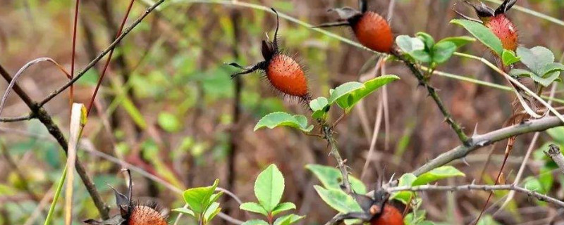 金樱子刺怎么处理 金樱子处理方法