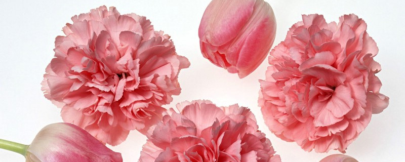 康乃馨小苗什么时候移栽 康乃馨小苗移栽几天后就可以正常养护了