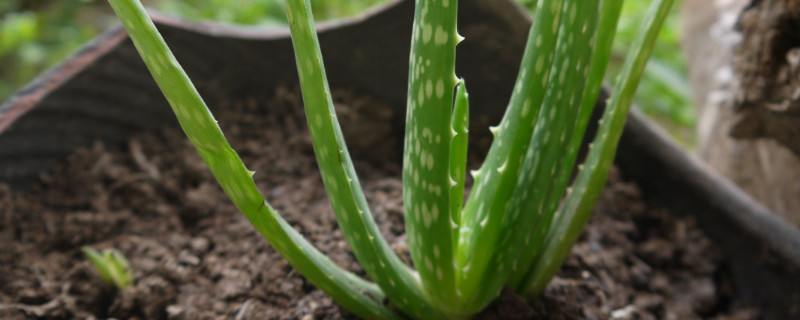 芦荟掰下来怎么生根 剪根的芦荟怎么才能让它再生根?