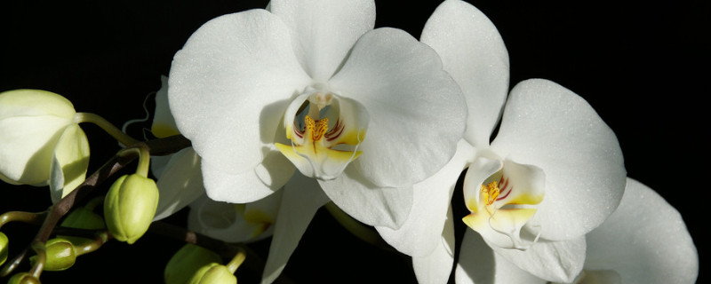 蝴蝶兰一般养几年就淘汰（蝴蝶兰最多能养几年）